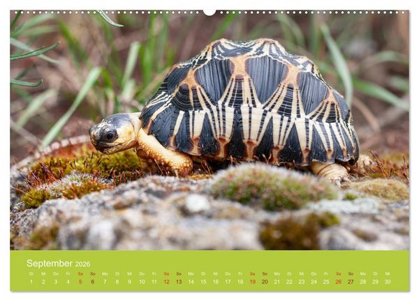 Produktbild: Meine Schildkr&ouml;ten (Wandkalender 2026 DIN A2 quer), CALVENDO Monatskalender