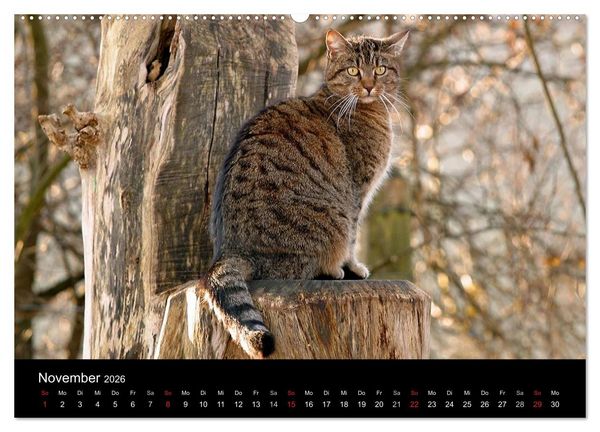 Produktbild: Freig&auml;nger - Hauskatzen unterwegs (hochwertiger Premium Wandkalender 2026 DIN A2 quer), Kunstdruck in Hochglanz
