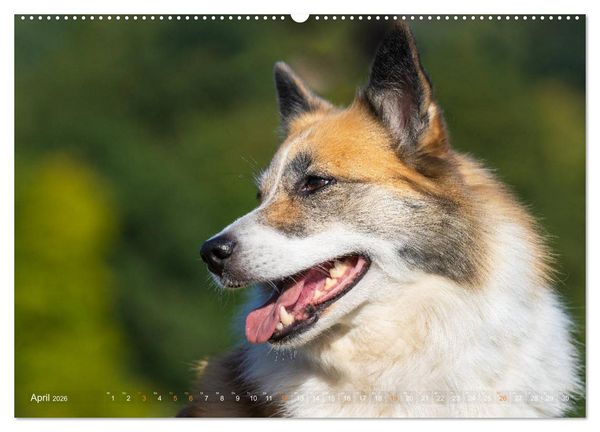Produktbild: Islandhunde im Portrait (hochwertiger Premium Wandkalender 2026 DIN A2 quer), Kunstdruck in Hochglanz