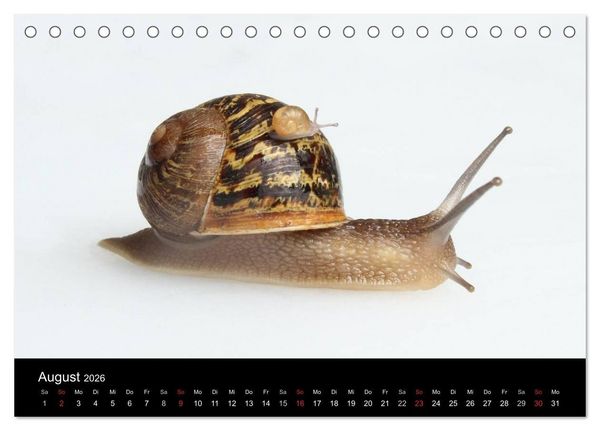 Produktbild: Lautlose Begleiter - Schnecken (Tischkalender 2026 DIN A5 quer), CALVENDO Monatskalender