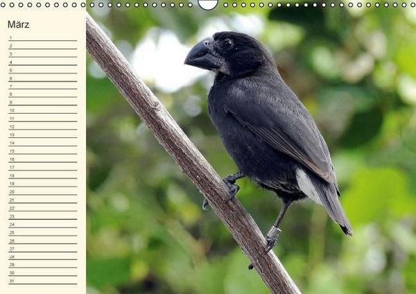 Produktbild: Gal&aacute;pagos Geburtstagskalender (Wandkalender immerw&auml;hrend DIN A3 quer)