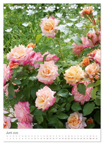 Produktbild: Gl&uuml;cklich mit Rosen (Tischkalender 2026 DIN A5 hoch), CALVENDO Monatskalender
