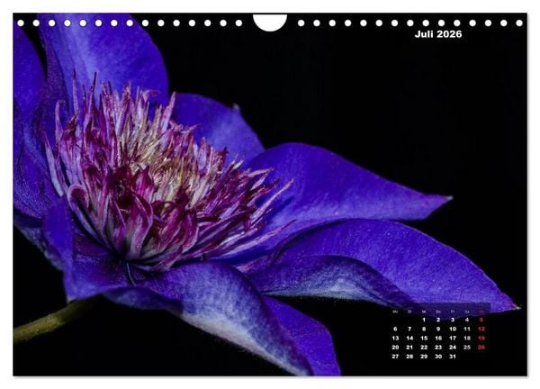 Produktbild: Der Natur auf der Spur - Makro-Fotografien der besonderen Art (Wandkalender 2026 DIN A4 quer), CALVENDO Monatskalender