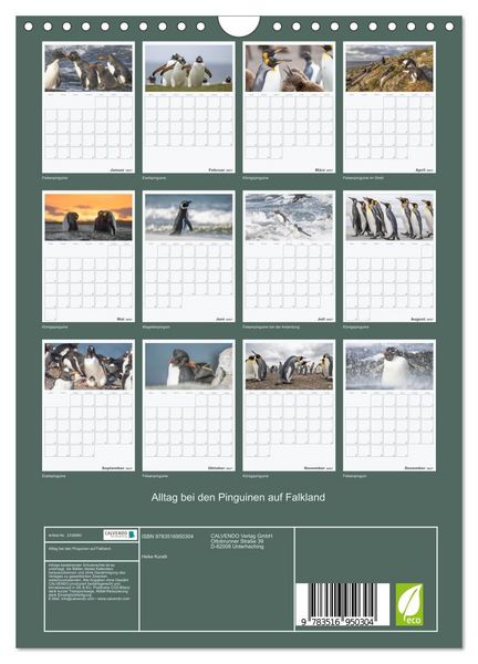 Produktbild: Alltag bei den Pinguinen auf Falkland (Wandkalender 2027 DIN A4 hoch), CALVENDO Monatskalender
