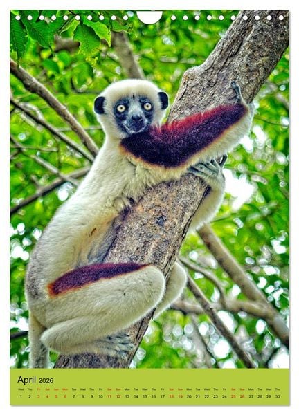 Produktbild: Adorable lemurs (Wall Calendar 2026 DIN A4 portrait), CALVENDO 12 Month Wall Calendar