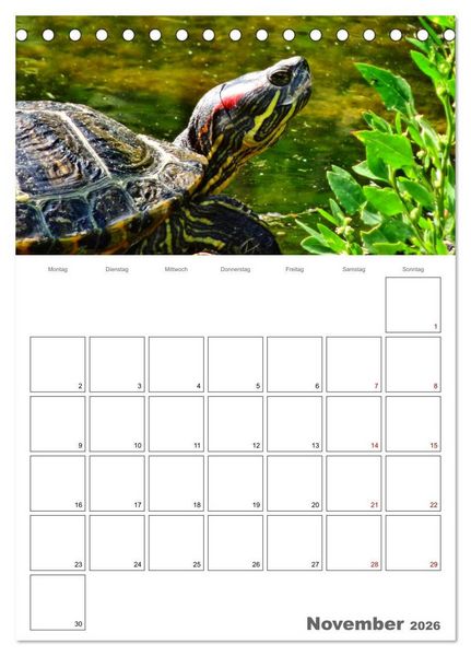 Produktbild: Langsame Schildkr&ouml;ten (Tischkalender 2026 DIN A5 hoch), CALVENDO Monatskalender