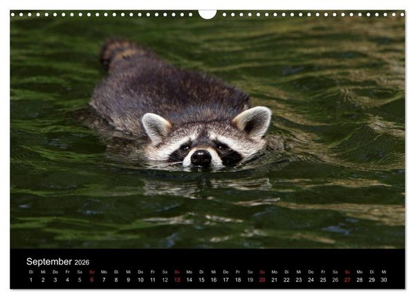 Produktbild: Waschb&auml;ren (Wandkalender 2026 DIN A3 quer), CALVENDO Monatskalender
