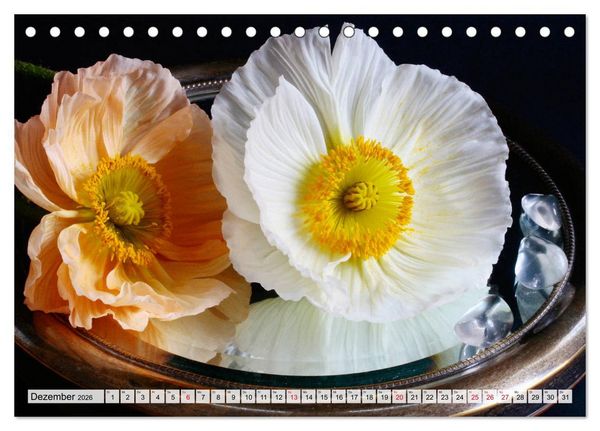 Produktbild: Prachtvolle Mohnbl&uuml;ten (Tischkalender 2026 DIN A5 quer), CALVENDO Monatskalender