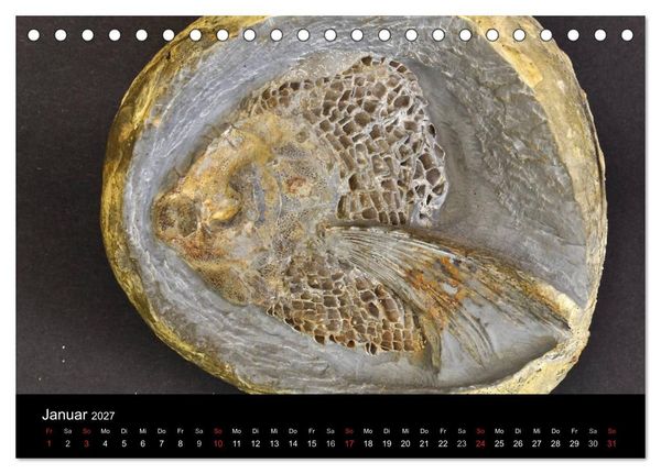 Produktbild: Fossilien - Zeugen der Urzeit (Tischkalender 2027 DIN A5 quer), CALVENDO Monatskalender
