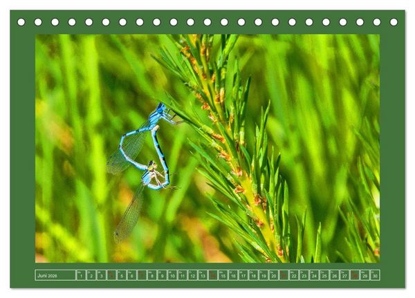 Produktbild: Wir sind die Stars im Garten (Tischkalender 2026 DIN A5 quer), CALVENDO Monatskalender