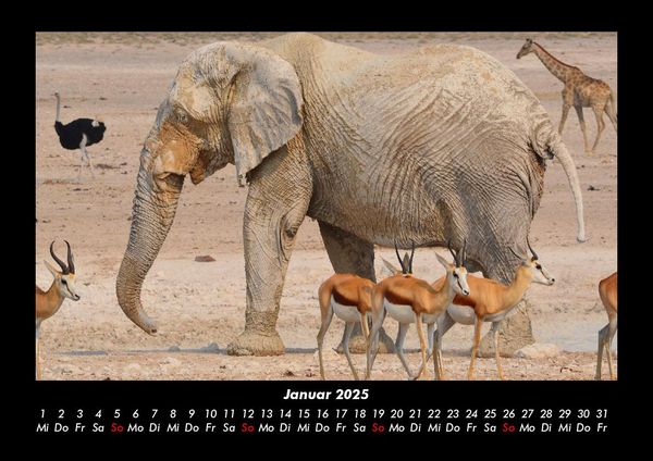 Produktbild: Elefanten - Die sanften Riesen Afrikas 2025 Fotokalender DIN A3