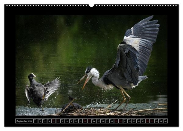 Produktbild: The heron parade (Wall Calendar 2026 DIN A2 landscape), CALVENDO 12 Month Wall Calendar