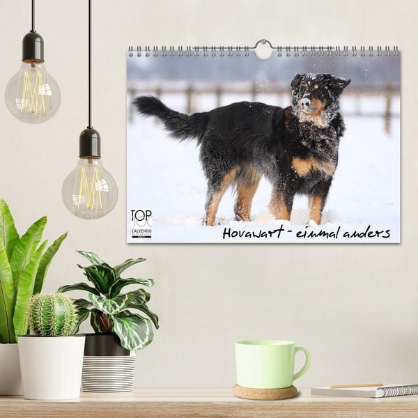 Produktbild: Hovawarte - einmal anders (Wandkalender 2026 DIN A4 quer), CALVENDO Monatskalender