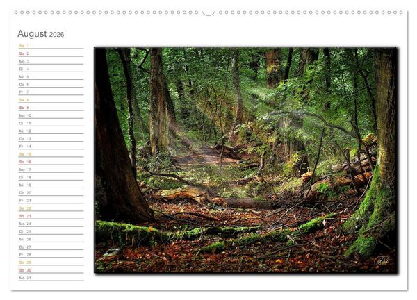 Produktbild: Der Neuenburger Urwald (Wandkalender 2026 DIN A2 quer), CALVENDO Monatskalender