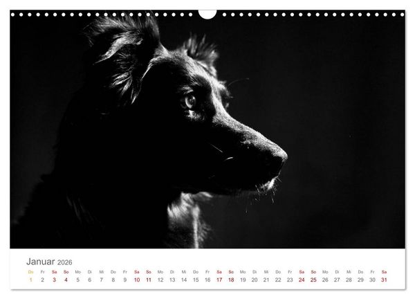 Produktbild: Hundeportraits Fine Art (Wandkalender 2026 DIN A3 quer), CALVENDO Monatskalender