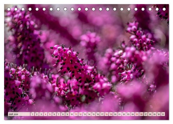 Produktbild: Mikrokosmos im Garten (Tischkalender 2026 DIN A5 quer), CALVENDO Monatskalender