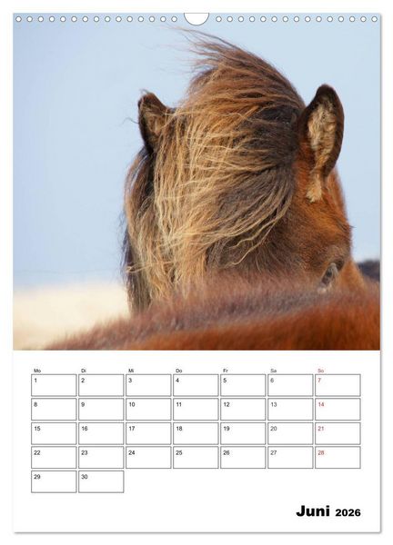 Produktbild: ISLANDPFERDE an der K&uuml;ste von Sn&aelig;fellsnes (Wandkalender 2026 DIN A3 hoch), CALVENDO Monatskalender