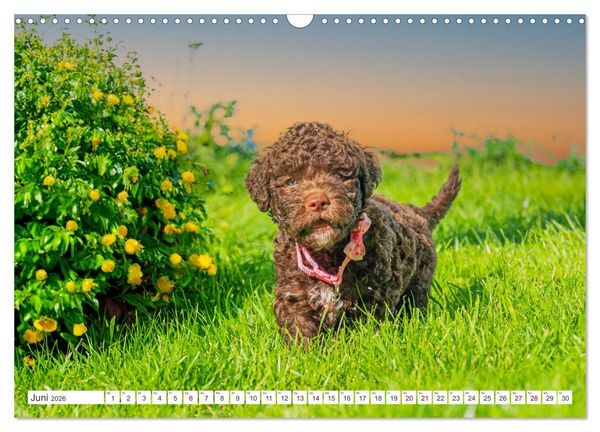 Produktbild: Lagotto Romagnolo Welpen - Sieben kleine Weltentdecker auf gro&szlig;er Fahrt (Wandkalender 2026 DIN A3 quer), CALVENDO Monatskalender