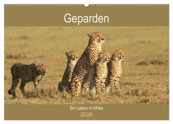 Produktbild: Geparden - Ein Leben in Afrika (Wandkalender 2026 DIN A2 quer), CALVENDO Monatskalender