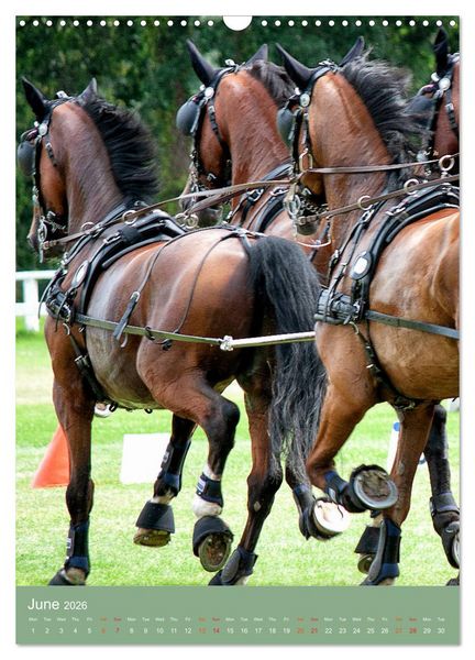 Produktbild: Carriage Driving - Horses in Action (Wall Calendar 2026 DIN A3 portrait), CALVENDO 12 Month Wall Calendar