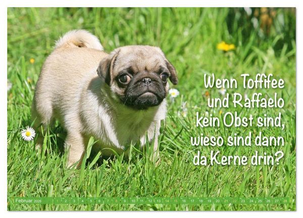 Produktbild: Der Mops: Nicht klein, sondern aufs Wesentliche reduziert. (Wandkalender 2026 DIN A3 quer), CALVENDO Monatskalender