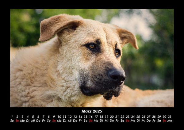 Produktbild: Hunde 2025 Fotokalender DIN A3