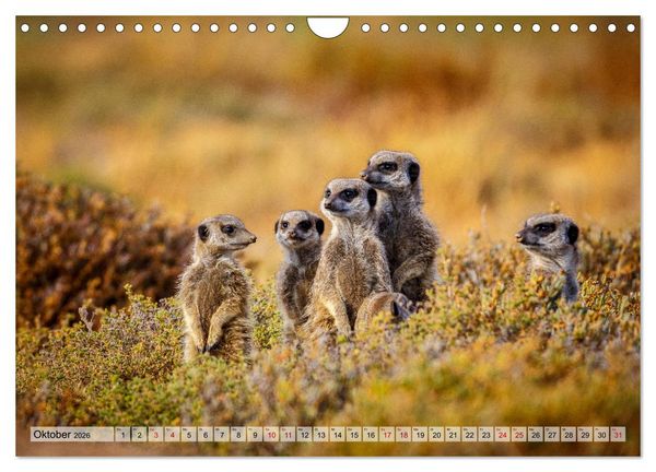 Produktbild: S&uuml;dafrika: Kapstadt, Garden Route und Cape Winelands (Wandkalender 2026 DIN A4 quer), CALVENDO Monatskalender