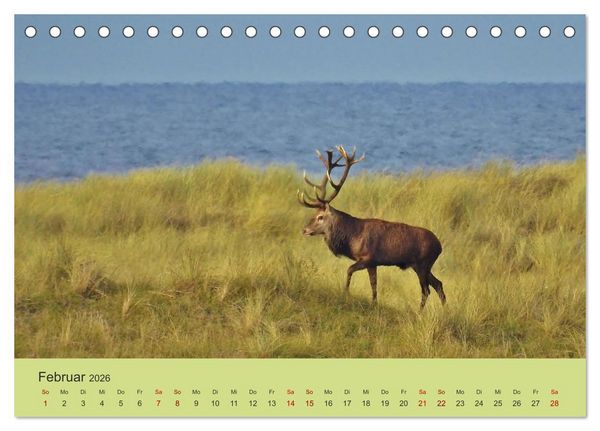 Produktbild: K&uuml;sten Hirsche - Rotwild auf dem Dar&szlig; (Tischkalender 2026 DIN A5 quer), CALVENDO Monatskalender