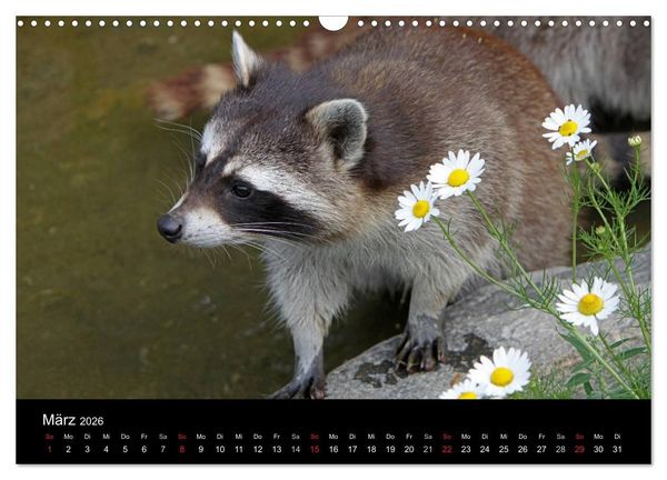 Produktbild: Waschb&auml;ren (Wandkalender 2026 DIN A3 quer), CALVENDO Monatskalender