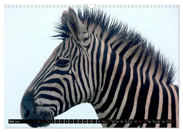 Produktbild: Zebras - Ungez&auml;hmte Kraft (Wandkalender 2026 DIN A3 quer), CALVENDO Monatskalender