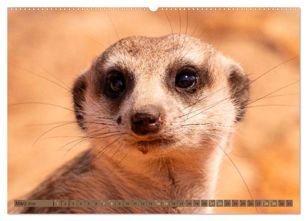 Produktbild: Wildlife Namibia - Etosha und Kalahari (hochwertiger Premium Wandkalender 2026 DIN A2 quer), Kunstdruck in Hochglanz