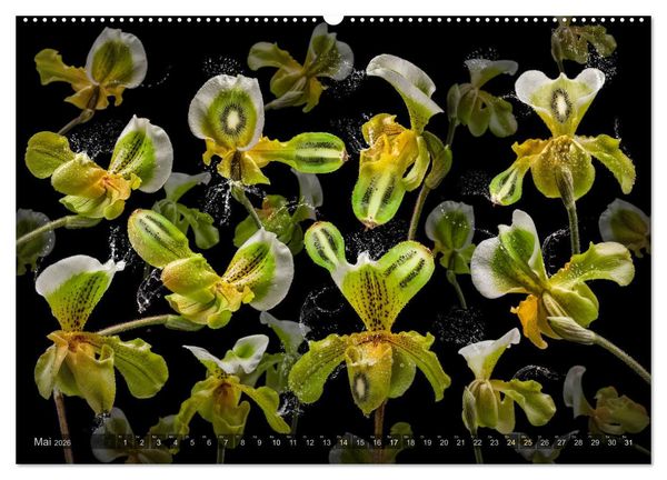 Produktbild: Orchidea (Wandkalender 2026 DIN A2 quer), CALVENDO Monatskalender