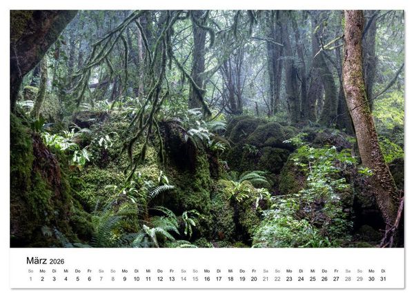Produktbild: Magie der W&auml;lder Britanniens (Wandkalender 2026 DIN A4 quer), CALVENDO Monatskalender