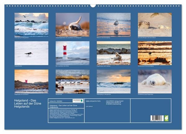 Produktbild: Helgoland - Das Leben auf der D&uuml;ne Helgolands (Wandkalender 2026 DIN A2 quer), CALVENDO Monatskalender