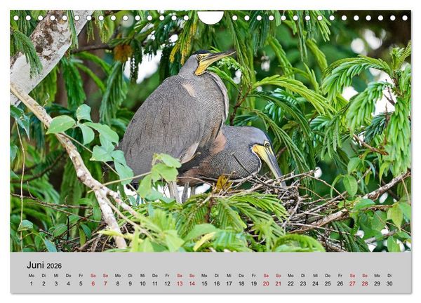 Produktbild: COSTA RICA - Tierische Momente (Wandkalender 2026 DIN A4 quer), CALVENDO Monatskalender
