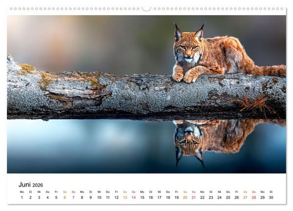 Produktbild: Luchse - die Stimme der Wildnis (hochwertiger Premium Wandkalender 2026 DIN A2 quer), Kunstdruck in Hochglanz
