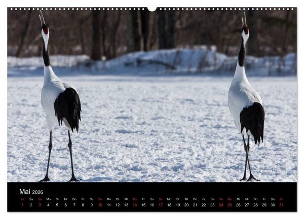 Produktbild: Mandschurenkraniche (hochwertiger Premium Wandkalender 2026 DIN A2 quer), Kunstdruck in Hochglanz