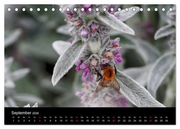 Produktbild: Hummelflug (Tischkalender 2026 DIN A5 quer), CALVENDO Monatskalender