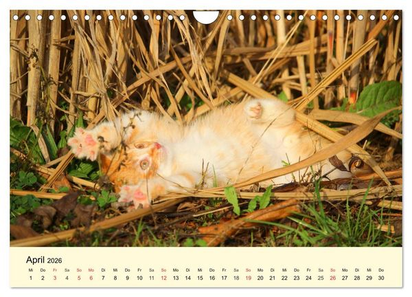 Produktbild: Putzige Katzenkinder. Drollige K&auml;tzchen entdecken die Welt! (Wandkalender 2026 DIN A4 quer), CALVENDO Monatskalender