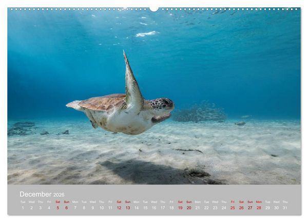 Produktbild: Caribbean Sea Turtles (High Quality Premium Wall Calendar 2026 DIN A2 landscape),CALVENDO 12 Month Wall Calendar