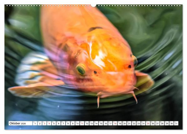 Produktbild: Koi Karpfen. Blickfang und Gl&uuml;cksbringer (hochwertiger Premium Wandkalender 2026 DIN A2 quer), Kunstdruck in Hochglanz