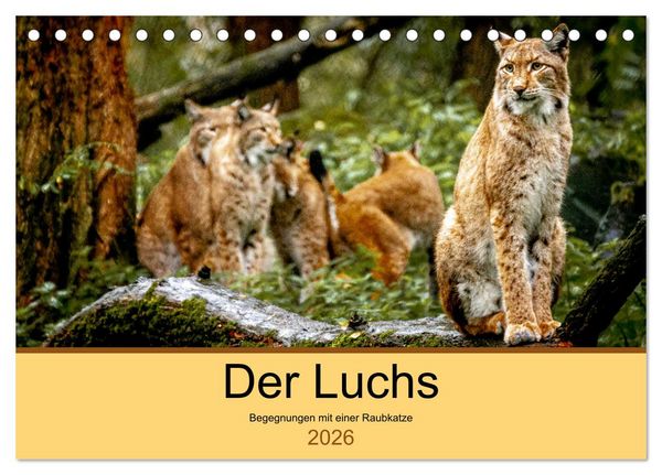 Der Luchs - Begegnungen mit einer Raubkatze (Tischkalender 2026 DIN A5 quer), CALVENDO Monatskalender