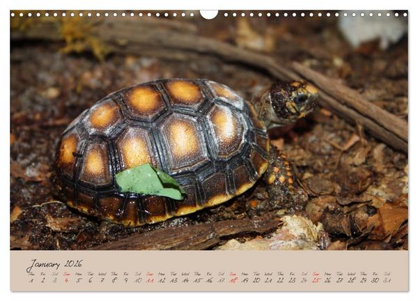 Produktbild: Turtles and Tortoise / UK-Version (Wall Calendar 2026 DIN A3 landscape), CALVENDO 12 Month Wall Calendar