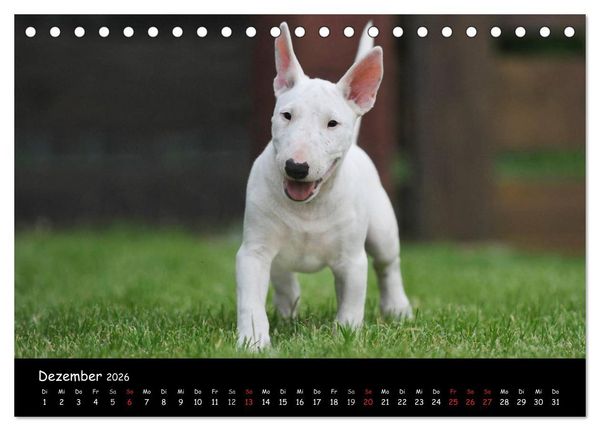 Produktbild: Bullterrier (Tischkalender 2026 DIN A5 quer), CALVENDO Monatskalender