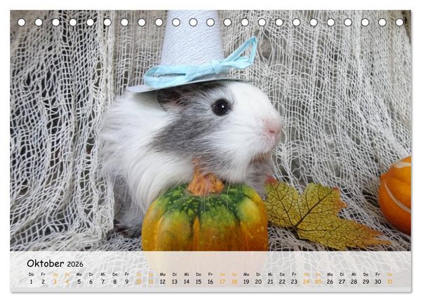 Produktbild: Meerschweinchen 2026 - bezaubernd, hinrei&szlig;end, entz&uuml;ckend (Tischkalender 2026 DIN A5 quer), CALVENDO Monatskalender