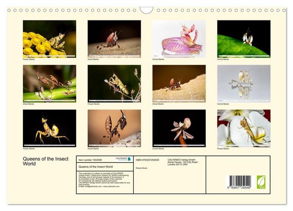Produktbild: Queens of the Insect World (Wall Calendar 2026 DIN A3 landscape), CALVENDO 12 Month Wall Calendar