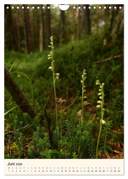 Produktbild: Einheimische Orchideen (Wandkalender 2026 DIN A4 hoch), CALVENDO Monatskalender