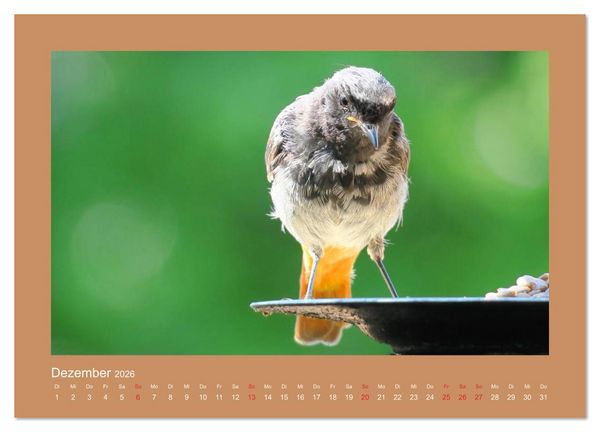 Produktbild: Vogelportr&auml;ts - Heimische V&ouml;gel auf meinem Balkon (hochwertiger Premium Wandkalender 2026 DIN A2 quer), Kunstdruck in Hochglanz