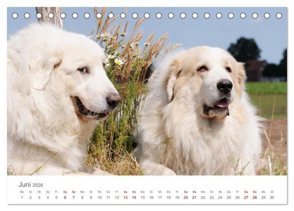 Produktbild: Pyren&auml;enberghunde (Tischkalender 2026 DIN A5 quer), CALVENDO Monatskalender