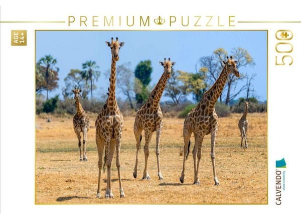 CALVENDO Puzzle Giraffen im Moremi Game Reserve | 500 Teile Lege-Größe 48 × 36 cm Foto-Puzzle für Erwachsene
